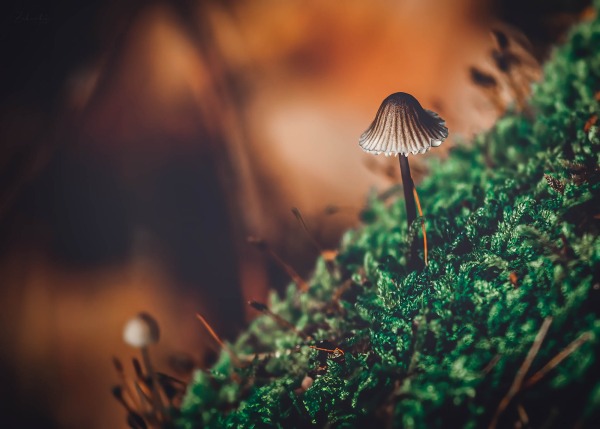 Fotografia przyrodnicza